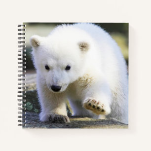 Carnet Animaux de bébés cutest Bébé Ours polaire