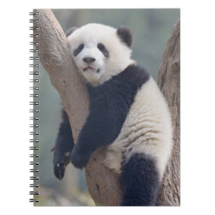 Carnet Animaux de bébés cutest   Bébé Panda Ours Dormir