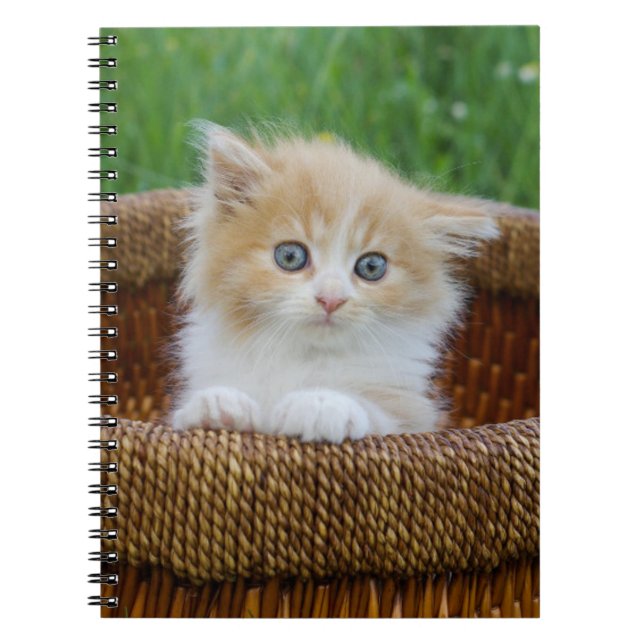 Carnet Animaux de bébés cutest | Blue Eyed Kitten (Devant)