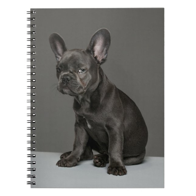 Carnet Animaux de bébés cutest | Blue French Bulldog Pupp (Devant)