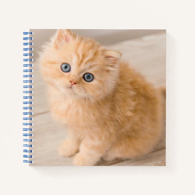 Carnet Animaux de bébés cutest | British Longhair Kitten (Devant)