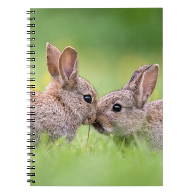 Carnet Animaux de bébés cutest | Bunny Kiss (Devant)