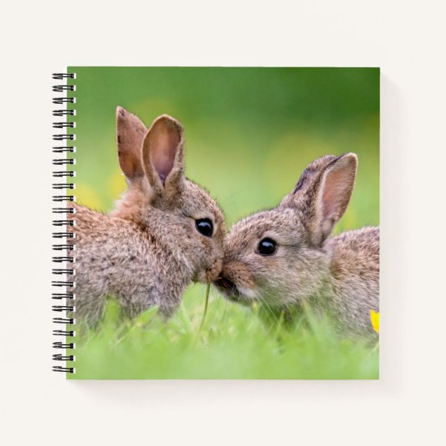 Carnet Animaux de bébés cutest | Bunny Kiss (Devant)