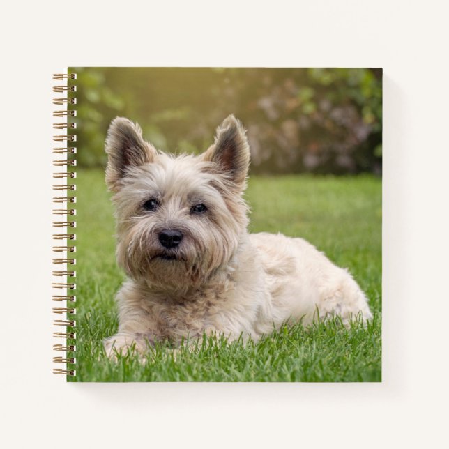 Carnet Animaux de bébés cutest | Cairn Terrier Dog (Devant)