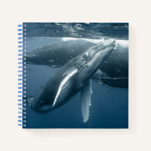 Carnet Animaux de bébés cutest Calf de baleine à bosse