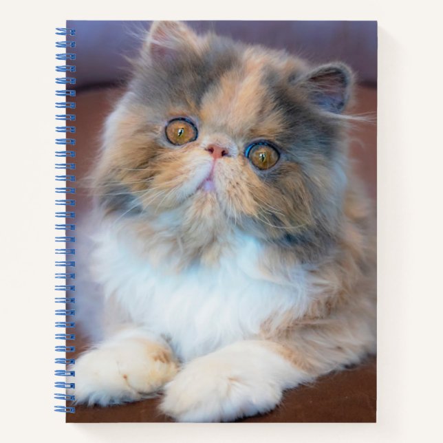 Carnet Animaux de bébés cutest | Calico Persian Kitten (Devant)