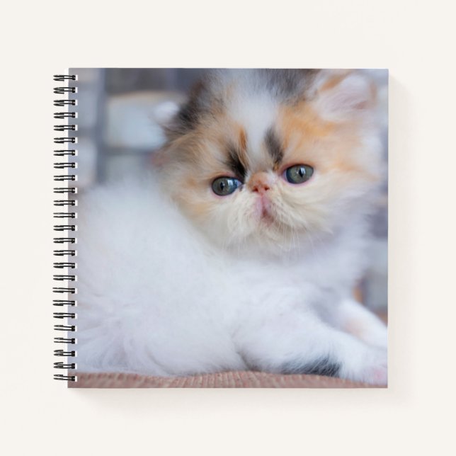Carnet Animaux de bébés cutest | Calico Persian Kitten (Devant)