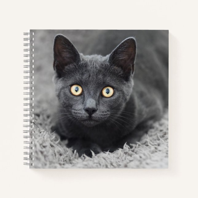Carnet Animaux de bébés cutest | Chat gris (Devant)