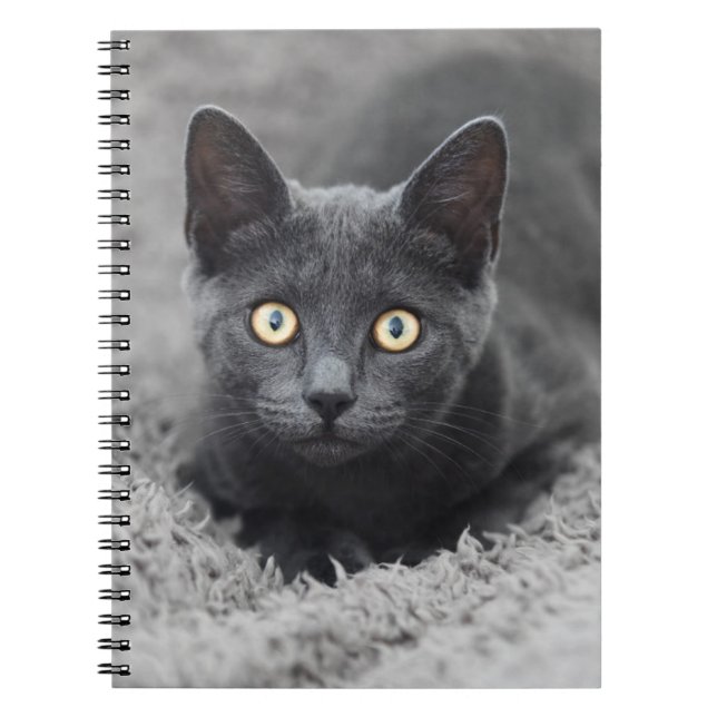Carnet Animaux de bébés cutest | Chat gris (Devant)