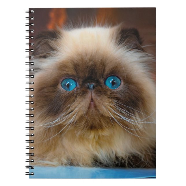 Carnet Animaux de bébés cutest | Chat himalayen (Devant)
