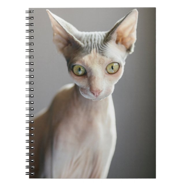 Carnet Animaux de bébés cutest | Chat Sphinx (Devant)
