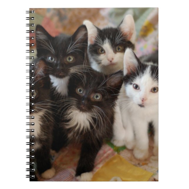 Carnet Animaux de bébés cutest | Chatons noirs et blancs (Devant)