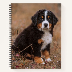 Carnet Animaux de bébés cutest   Chien de montagne bernoi