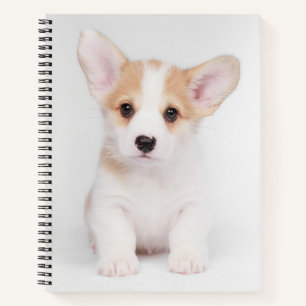 Carnet Animaux de bébés cutest   Chiot de Corgi blanc