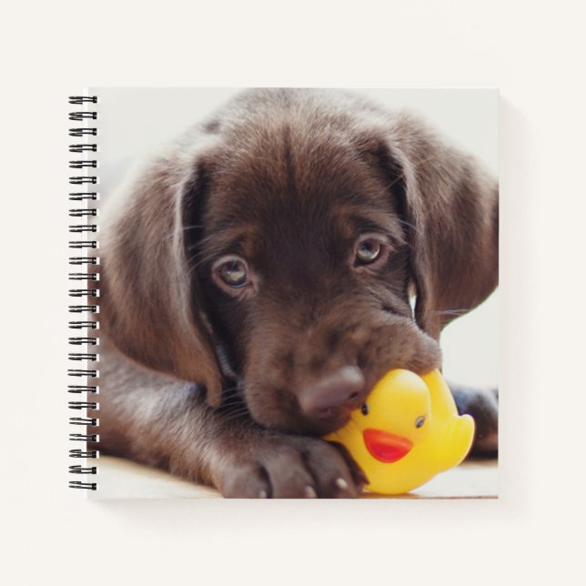 Carnet Animaux de bébés cutest | Chocolat Labrador Puppy (Devant)