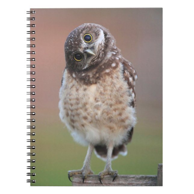 Carnet Animaux de bébés cutest | Chouette à tête bractée (Devant)