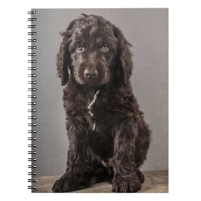 Carnet Animaux de bébés cutest | Cockapoo Puppy (Devant)