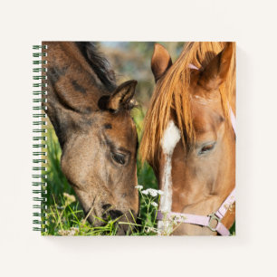 Carnet Animaux de bébés cutest   Colt à cheval