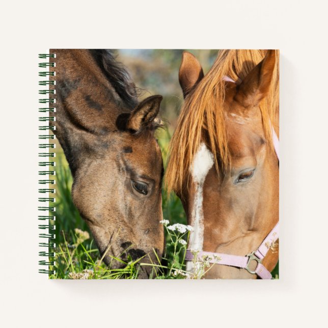 Carnet Animaux de bébés cutest | Colt à cheval (Devant)