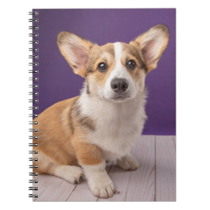 Carnet Animaux de bébés cutest   Corgi Chiple sur Purple