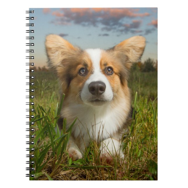 Carnet Animaux de bébés cutest | Corgi dans le nuage (Devant)
