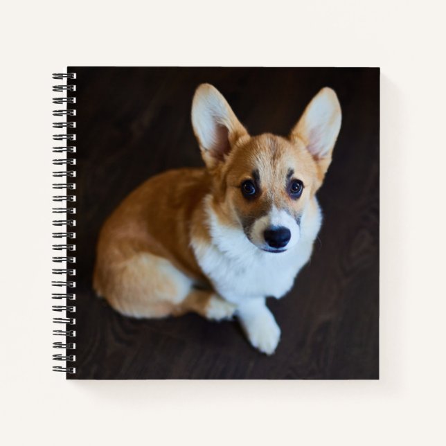 Carnet Animaux de bébés cutest | Corgi levant les yeux (Devant)