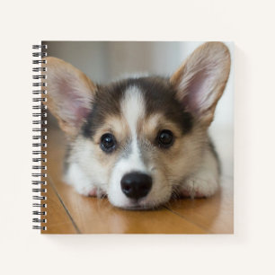 Carnet Animaux de bébés cutest   Corgi Puppy