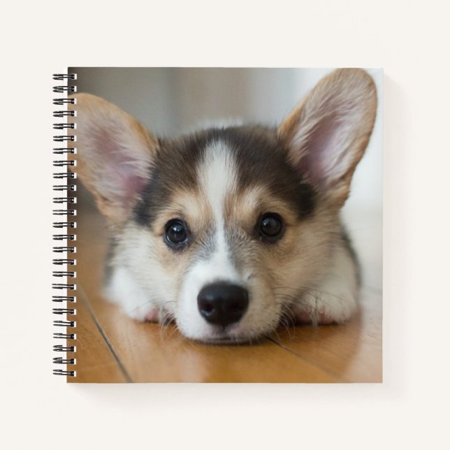 Carnet Animaux de bébés cutest | Corgi Puppy (Devant)