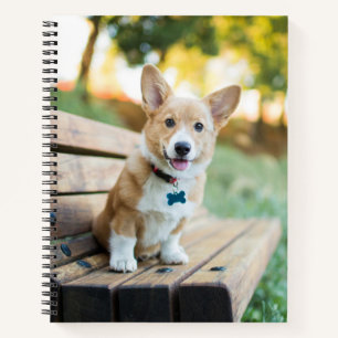 Carnet Animaux de bébés cutest   Corgi Puppy sur un banc 