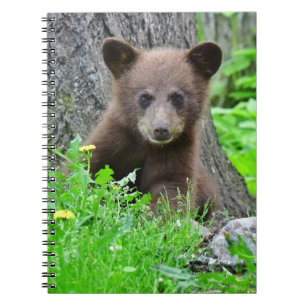 Carnet Animaux de bébés cutest Cube d'ours Brown