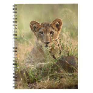 Carnet Animaux de bébés cutest   Cute Baby Lion Cub