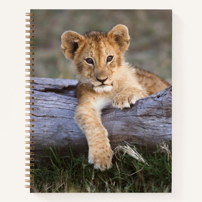 Carnet Animaux de bébés cutest | Cute Lion Cub (Devant)
