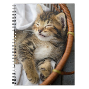 Carnet Animaux de bébés cutest Cute Tabby Chat Dormir