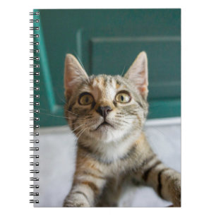 Carnet Animaux de bébés cutest Cute Tabby Kitten