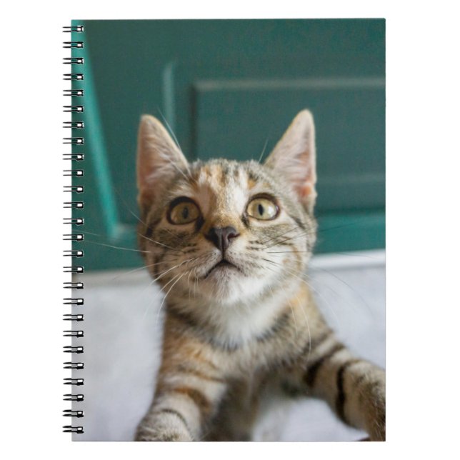 Carnet Animaux de bébés cutest | Cute Tabby Kitten (Devant)
