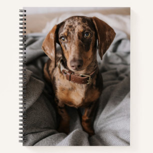 Carnet Animaux de bébés cutest   Dachshund Dachshund Dach