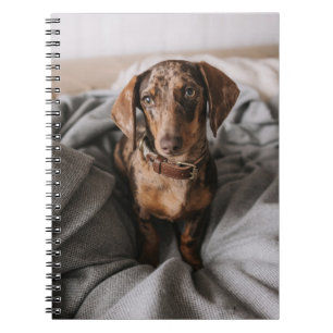 Carnet Animaux de bébés cutest   Dachshund Dachshund Dach