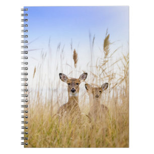 Carnet Animaux de bébés cutest   Deux jeunes cerfs à queu