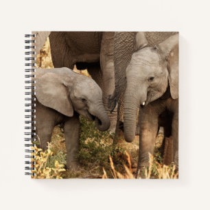 Carnet Animaux de bébés cutest Deux jeunes éléphants