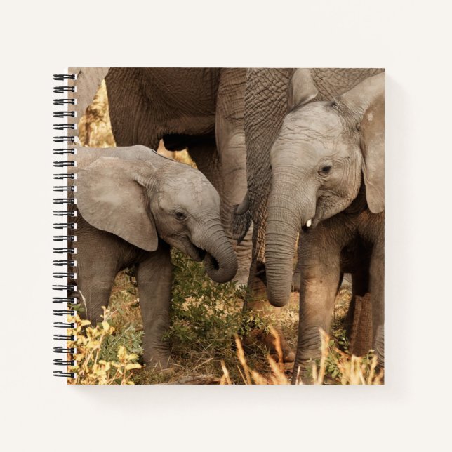 Carnet Animaux de bébés cutest | Deux jeunes éléphants (Devant)
