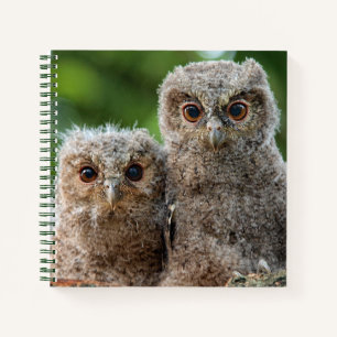 Carnet Animaux de bébés cutest   Deux jeunes hiboux