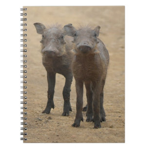 Carnet Animaux de bébés cutest   Deux jeunes phacochères