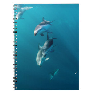 Carnet Animaux de bébés cutest   Famille de dauphins