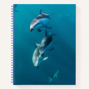 Carnet Animaux de bébés cutest Famille de dauphins