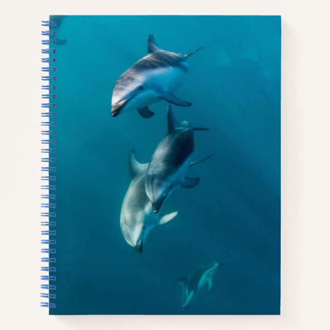 Carnet Animaux de bébés cutest | Famille de dauphins (Devant)