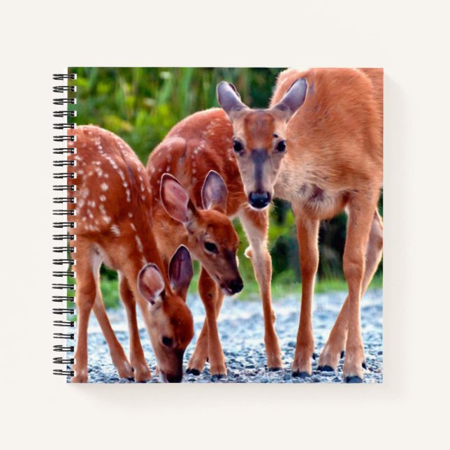 Carnet Animaux de bébés cutest | Fawn with Babies (Devant)