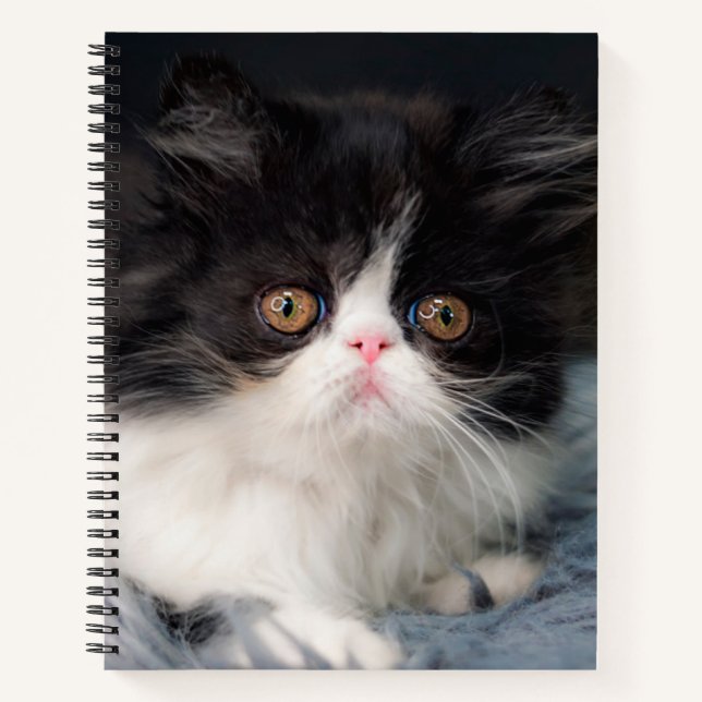 Carnet Animaux de bébés cutest | Fluffy B&W Kitten (Devant)