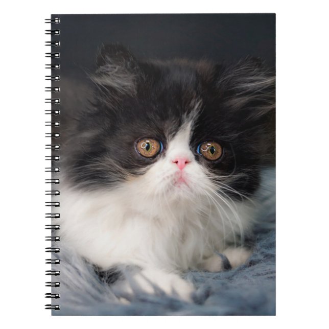Carnet Animaux de bébés cutest | Fluffy B&W Kitten (Devant)