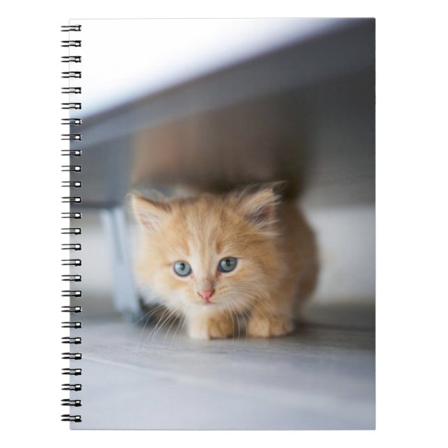 Carnet Animaux de bébés cutest | Fluffy Orange Kitten (Devant)