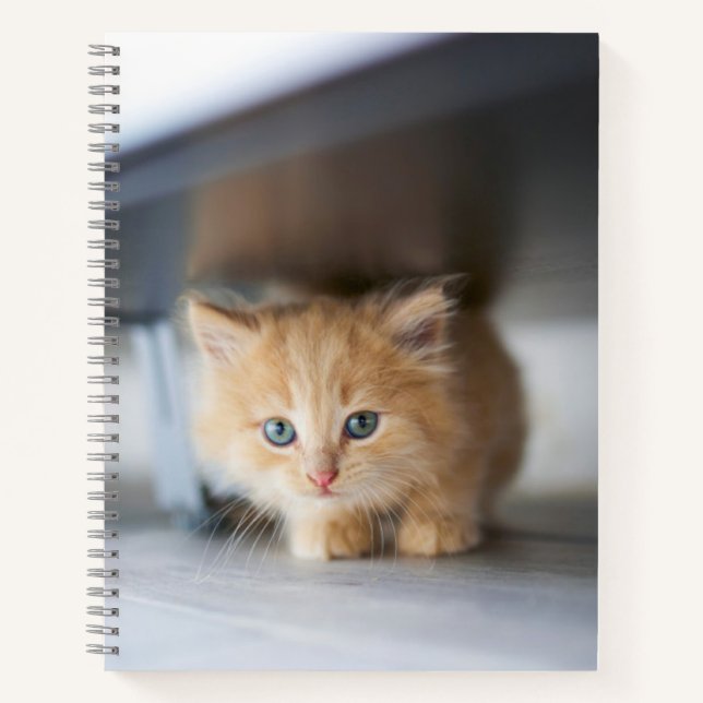 Carnet Animaux de bébés cutest | Fluffy Orange Kitten (Devant)